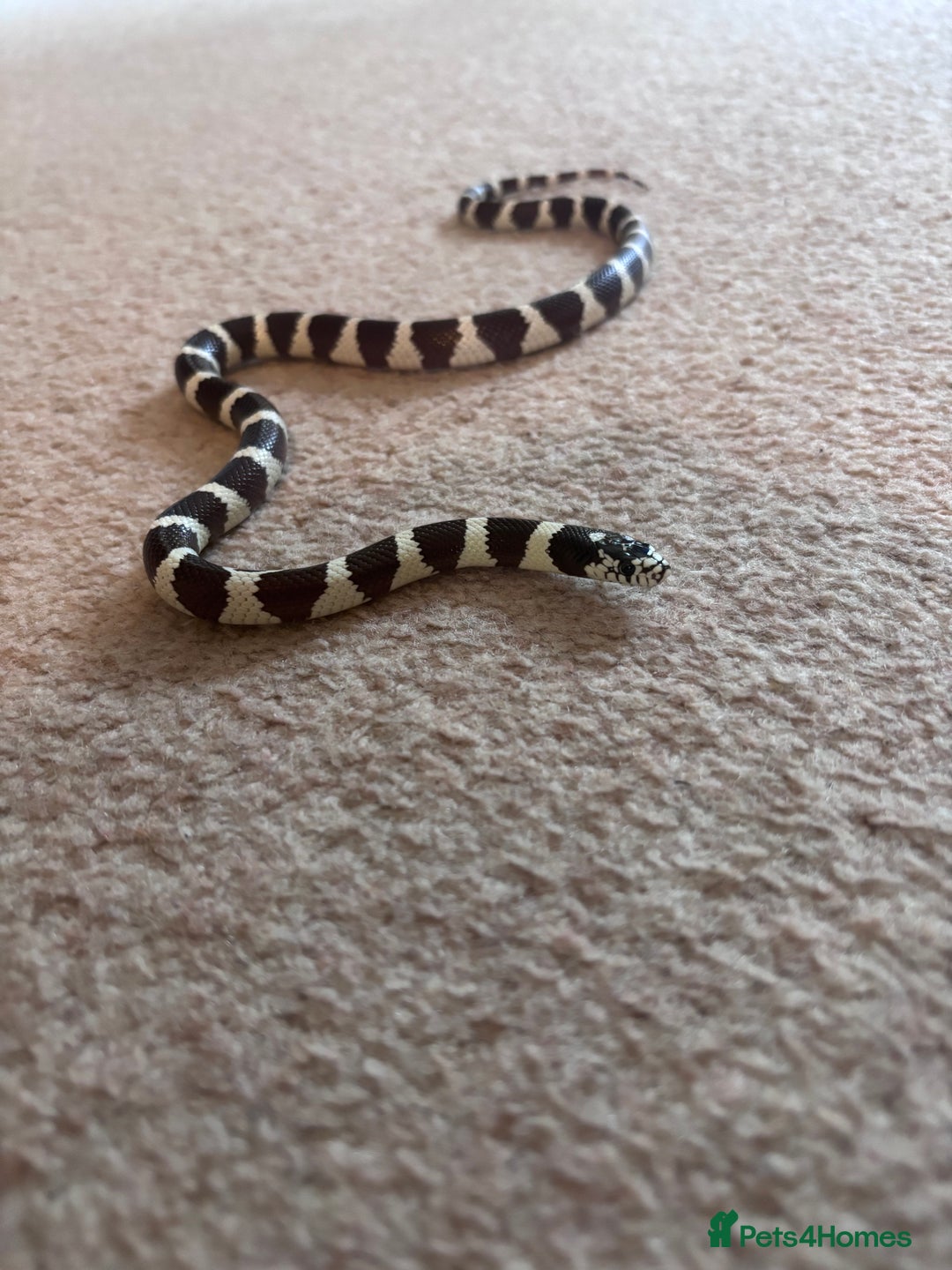 King Snake reptiles for sale: California King Snake - Image 1