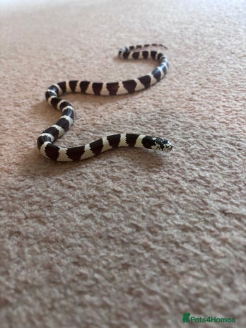 King Snake reptiles - Advert 2