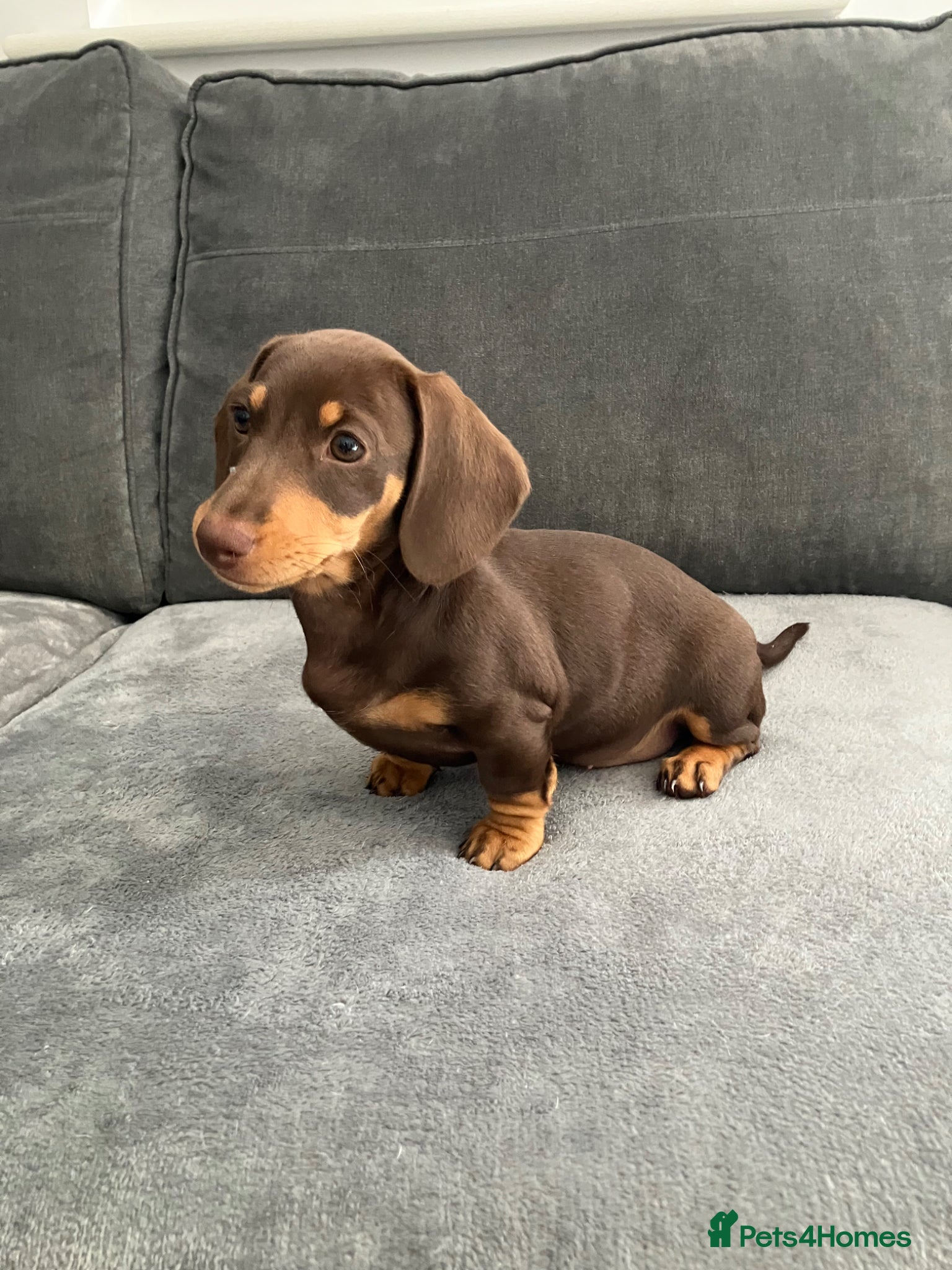Miniature Dachshund dogs for sale: Female dachshund  in Maidstone - Advert 3