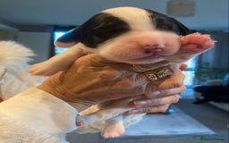 Sprocker dogs for sale: Norwich  - Image 19