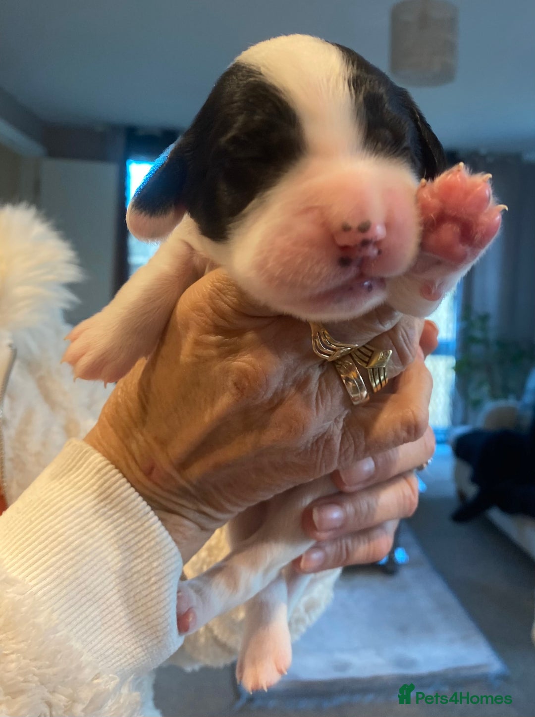 Sprocker dogs for sale: Norwich  - Image 19