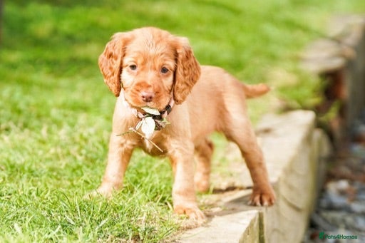 Cocker Spaniel dogs 1 little pink nose Golden boy    - Advert 1