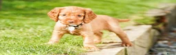 Cocker Spaniel dogs for sale: Only 2 boys - Dark Golden Cocker Spaniels  - Advert 4