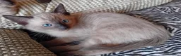 Mixed Breed cats for sale: Ragamise kittens - Advert 2