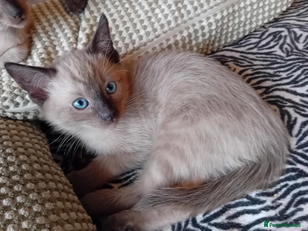 Mixed Breed cats for sale: Ragamise kittens - Advert 2