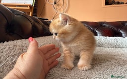British Shorthair cats for sale: 3 Lovely Golden BSH males - Image 9