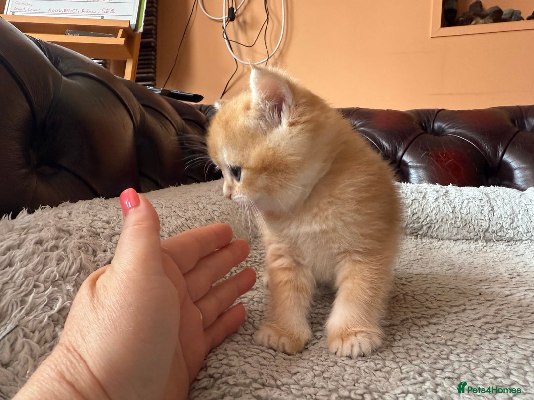 British Shorthair cats for sale: 3 Lovely Golden BSH males - Image 9