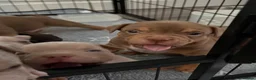 American Bully dogs for sale: Lucci vs Gr CH McLovin pups  - Advert 10