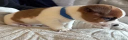 Jack Russell dogs for sale: Jack Russell Puppies in York - Advert 11