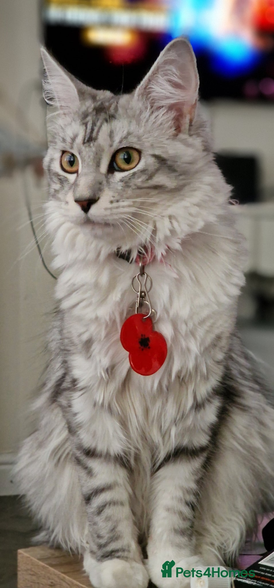 Maine Coon cats for sale: Tica Registered, Russian Line Maine Coon Kittens - Advert 1