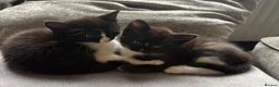 Mixed Breed cats for sale: Maine coon X kittens - Advert 3