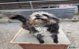 Mixed Breed dogs for adoption: Chewie - tiny girl looking for a home of her own! - Image 4