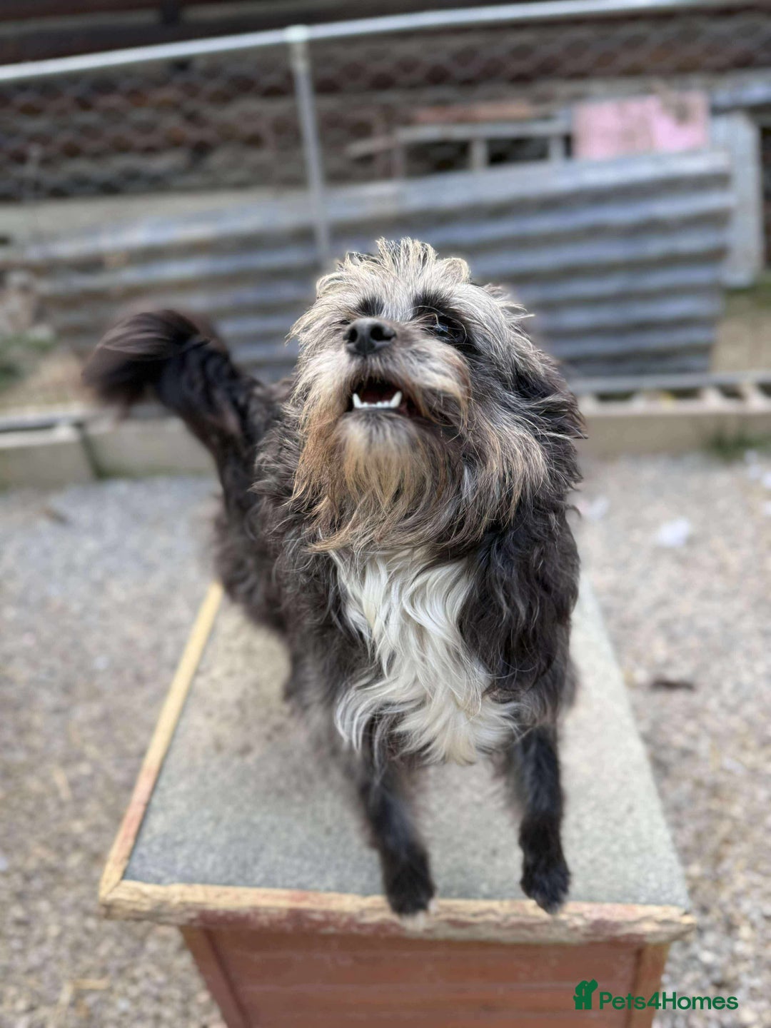 Mixed Breed dogs for adoption: Chewie - tiny girl looking for a home of her own! - Image 4