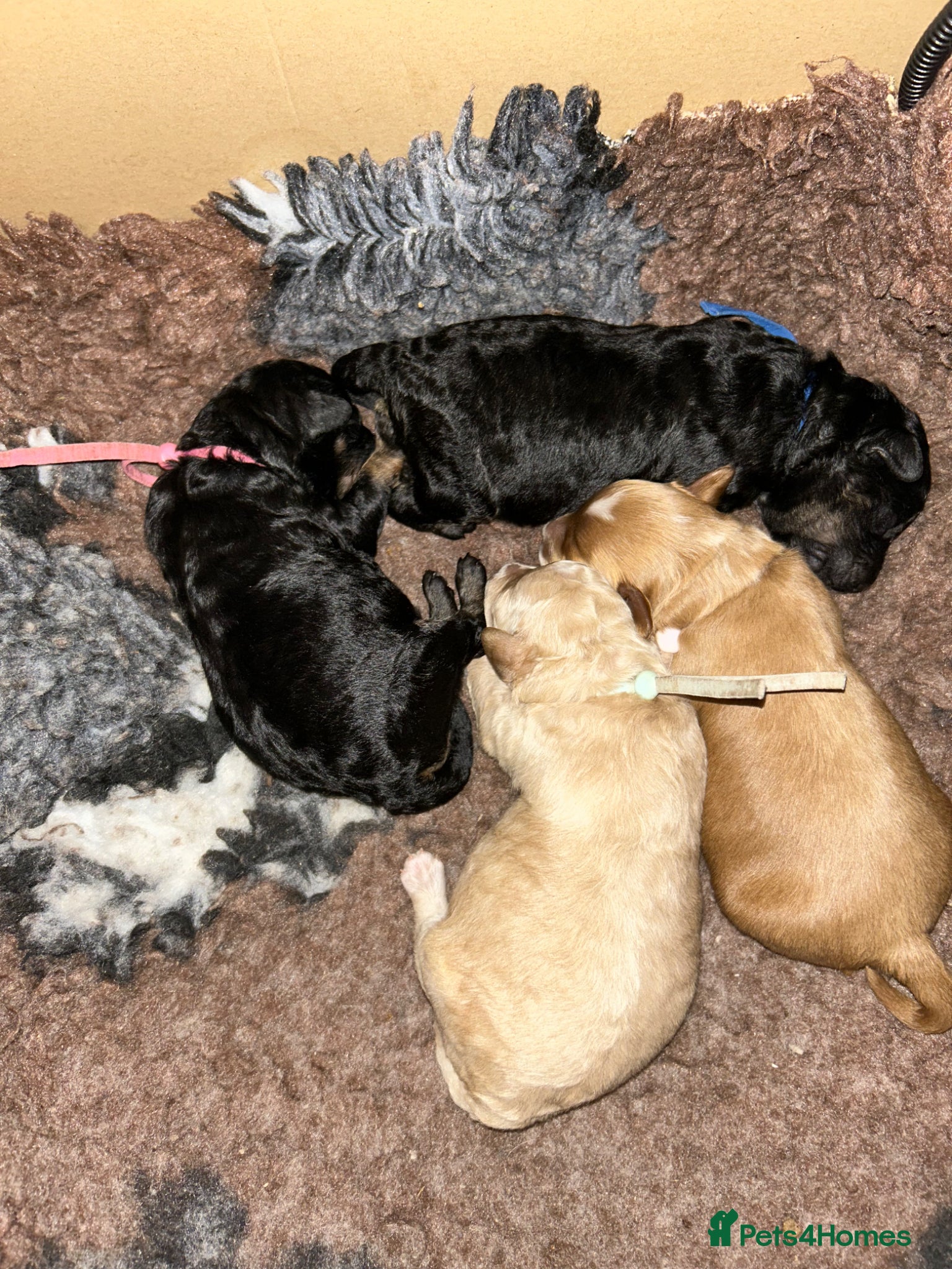 Maltipoo dogs Gorgeous maltipoo puppies  - Advert 8