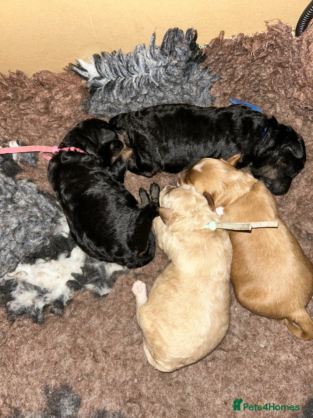 Maltipoo dogs for sale: Gorgeous maltipoo puppies  - Advert 1