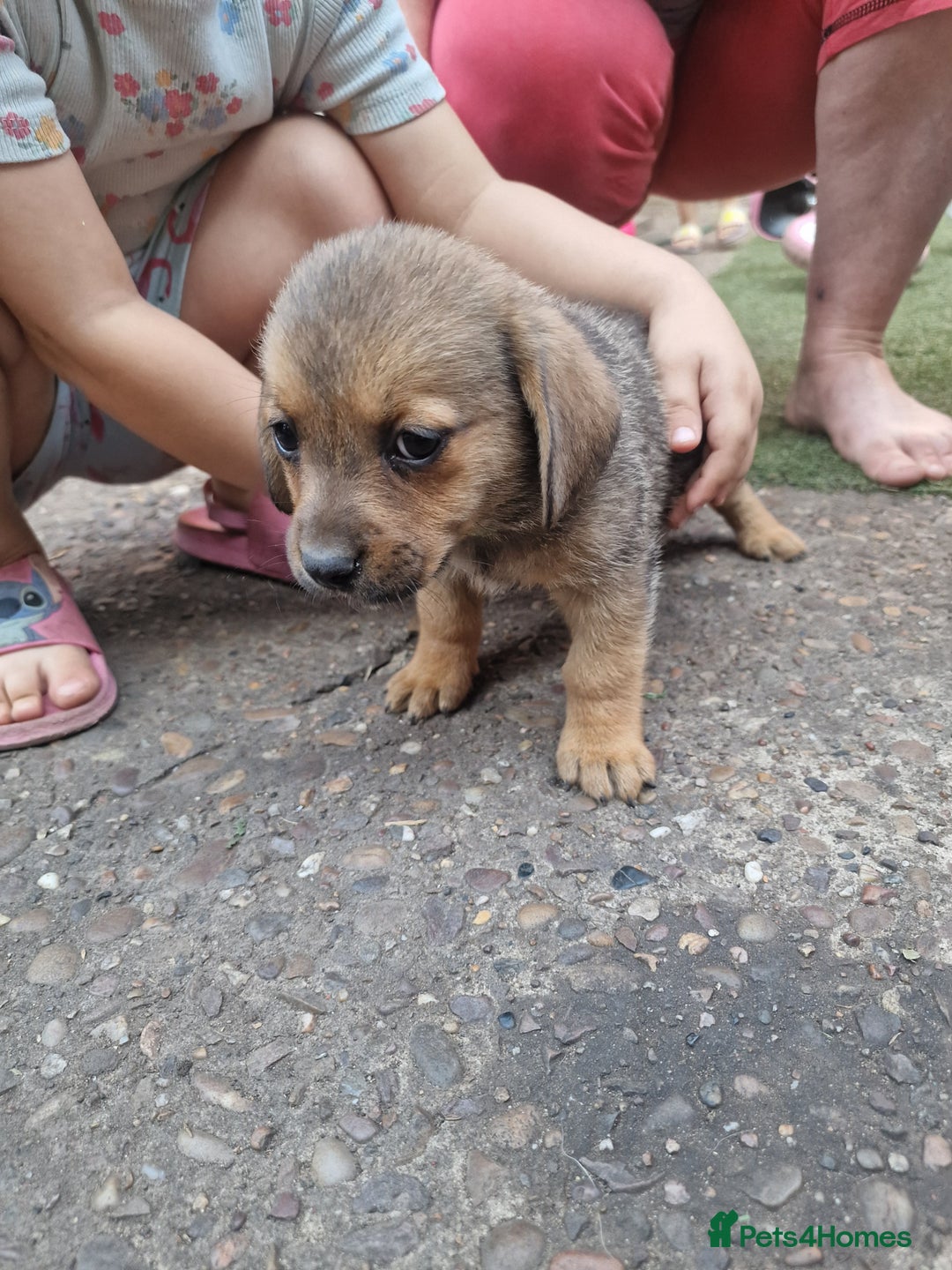 Mixed Breed dogs for sale: mixed breed 4 boys and 2 girls - Image 11