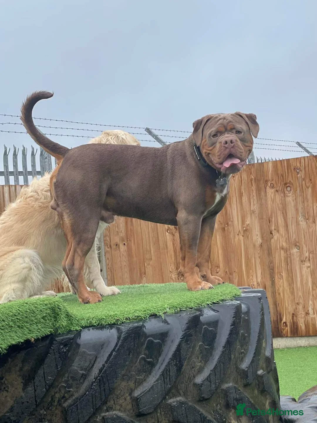 Olde English Bulldogge dogs for stud: Olde English Bulldogge for Stud - Winston in Thetford - Advert 17