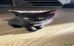 Domestic Shorthair cats for sale: 🐾 4 Kittens Looking for Loving Homes–Hatfield 🐾 - Image 2