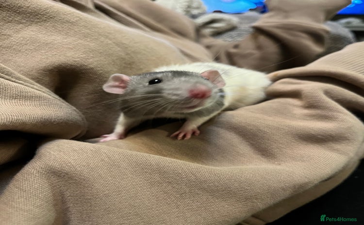 Rat rodents - Advert 3