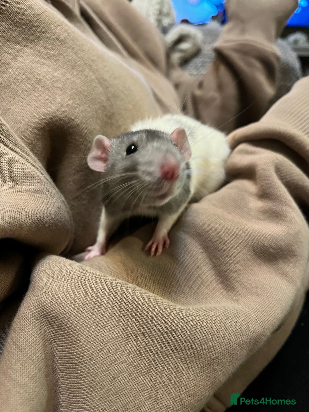 Rat rodents for sale: 2 boys & 2 girls loving rats  - Image 1
