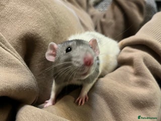 Rat rodents - Advert 13