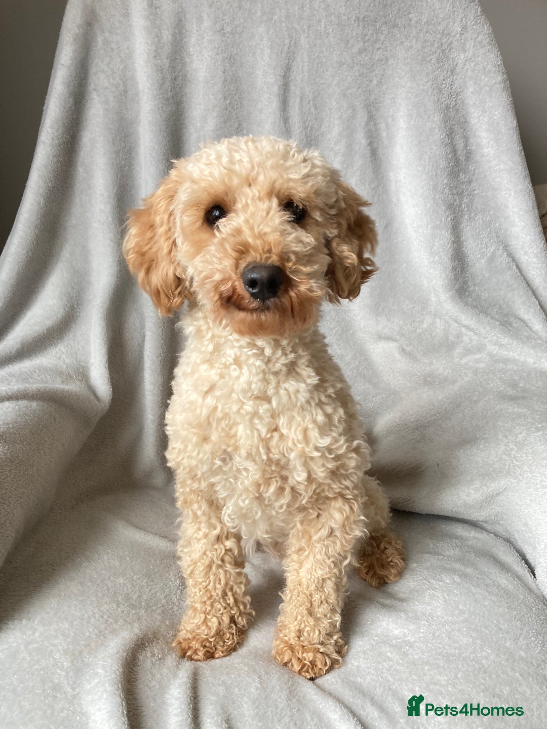 Toy Poodle dogs for stud: Handsome toy poodle for stud duty - Advert 3