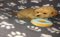 Maltipoo dogs for sale:  Maltipoo puppies  mix litter - Image 23