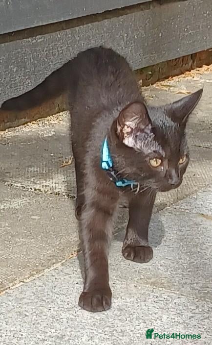 British Shorthair cats Gorgeous 12 Week Old Male Kitten Looking For Home - Advert 1