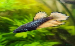 Bettas fish for sale: Betta fish for sale  - Image 21
