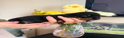 Miniature Dachshund dogs for sale: Lovely litter of 5 Miniature Dachshunds  - Advert 26