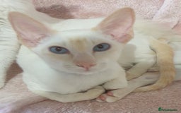 Siamese cats for sale: GCCF Traditional Red and Chocolate Point Saimese  in Darwen - Image 31