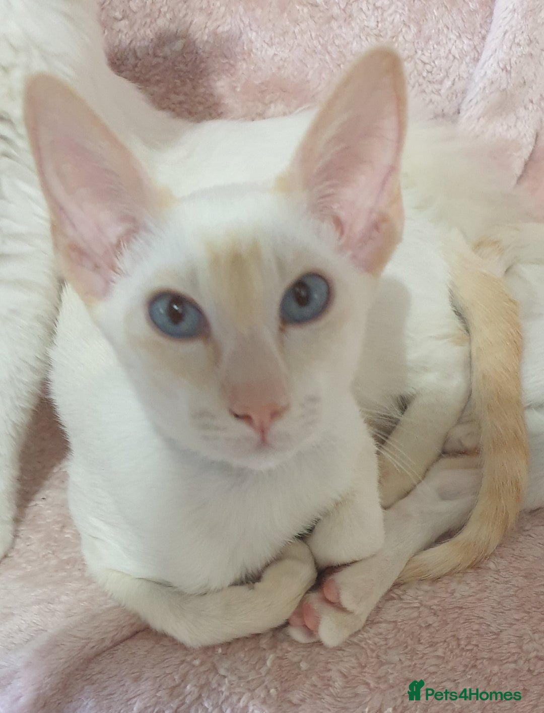 Siamese cats for sale: GCCF Traditional Red and Chocolate Point Saimese  in Darwen - Image 31