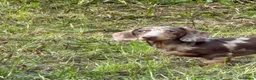 Miniature Dachshund dogs for sale: Dapple miniature dachshund  - Advert 3