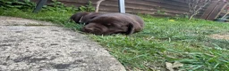 Labrador Retriever dogs for sale: Royal Kennel club registered puppies - Advert 20