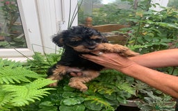 Schnoodle dogs for sale: BEAUTIFUL SCHNOODLE PUPPIES 🐶❤️ - Image 20