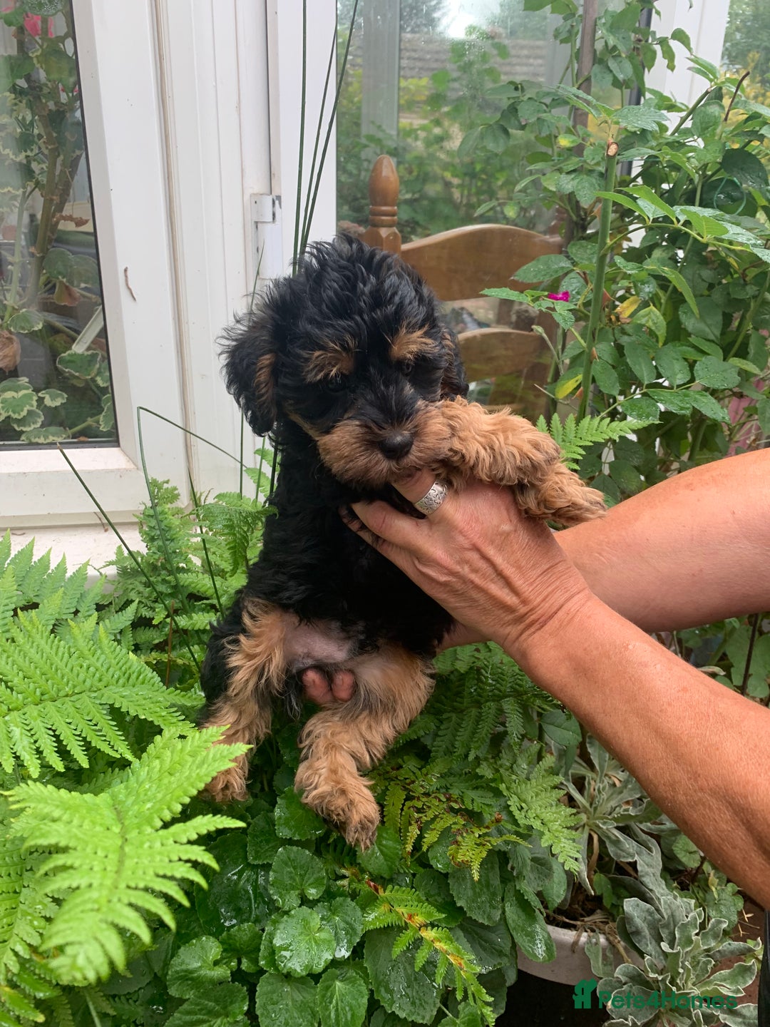Schnoodle dogs for sale: BEAUTIFUL SCHNOODLE PUPPIES 🐶❤️ - Image 20