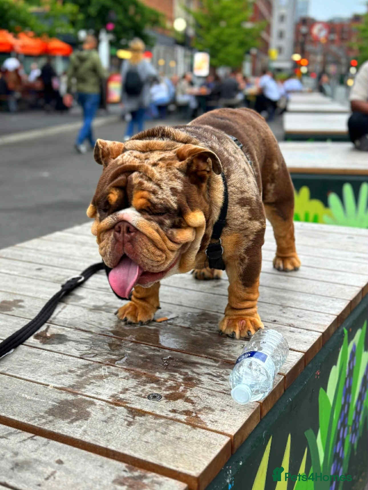 English Bulldog dogs Kenji chocolate merle STUD - Advert 22