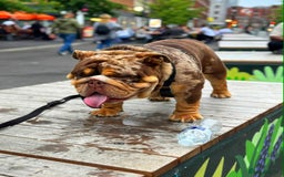 English Bulldog dogs for stud: Kenji chocolate merle STUD - Image 1