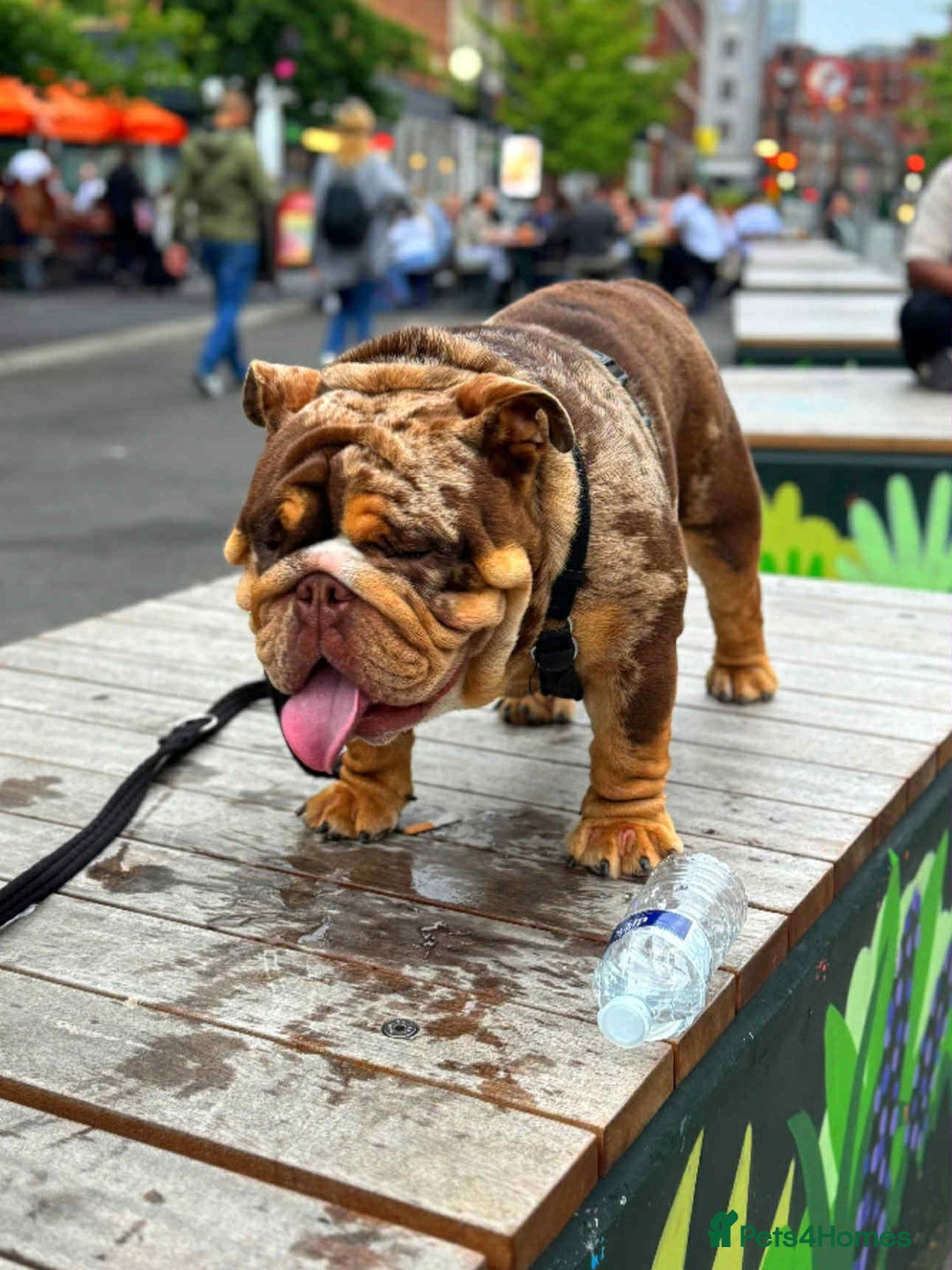 English Bulldog dogs for stud: Kenji chocolate merle STUD - Image 1