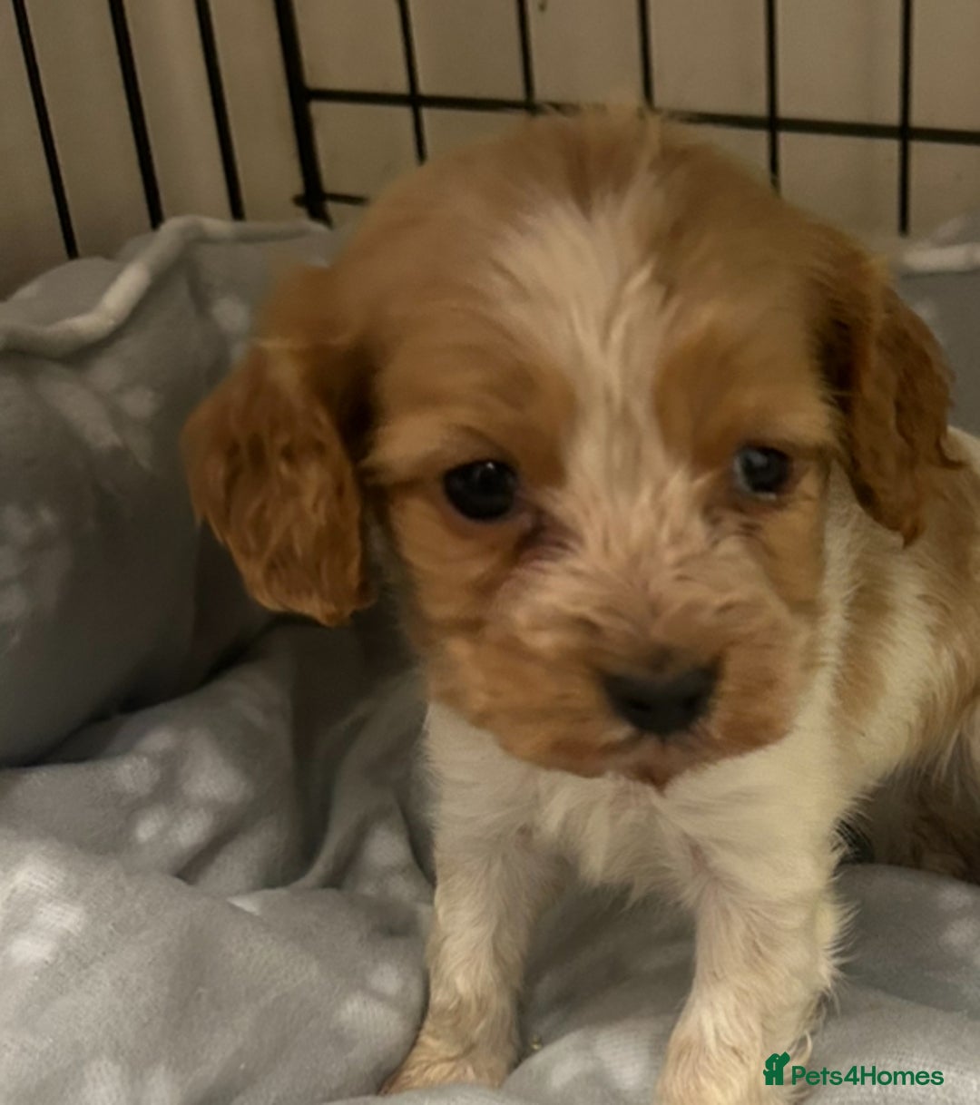 Cockalier dogs for sale: Cockalier puppies - Advert 3