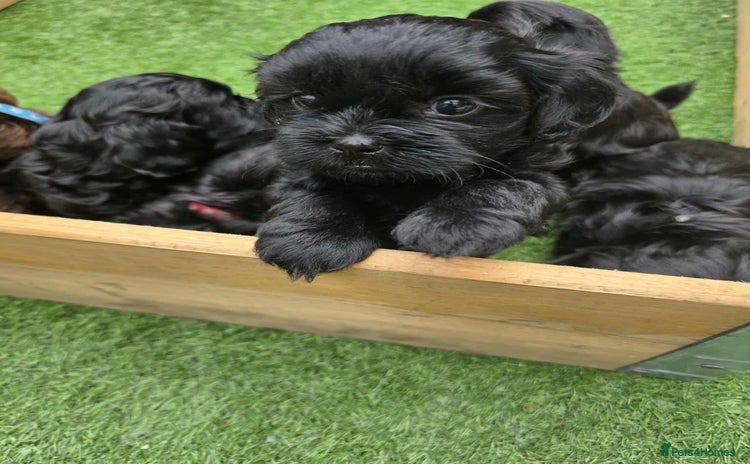 Shihpoo dogs - Advert 1