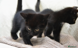 Mixed Breed cats for sale: Beatiful Maine-Coone/Bombay Kittens - Image 7