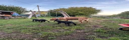Labrador Retriever dogs for sale: Black labrador dogs - Advert 2