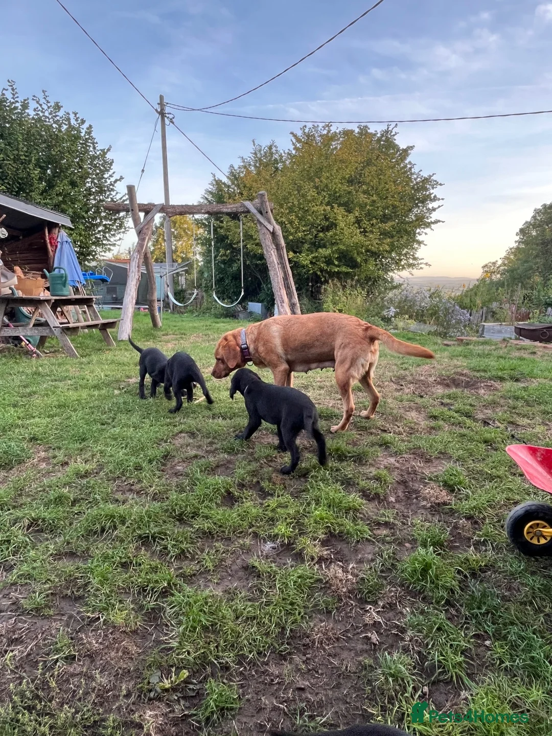 Labrador Retriever dogs for sale: Black labrador dogs - Advert 2