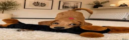 Mixed Breed dogs for sale: Lulu  - Advert 3