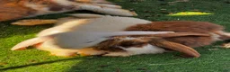 French Lop rabbits for sale: Pedigree French lop - Advert 5