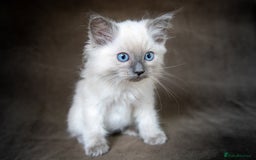 Ragdoll cats for sale: Stunning Ragdoll Kittens - Image 4