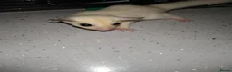 Sugar Glider rodents for sale: Stunning baby sugar gliders  - Advert 8