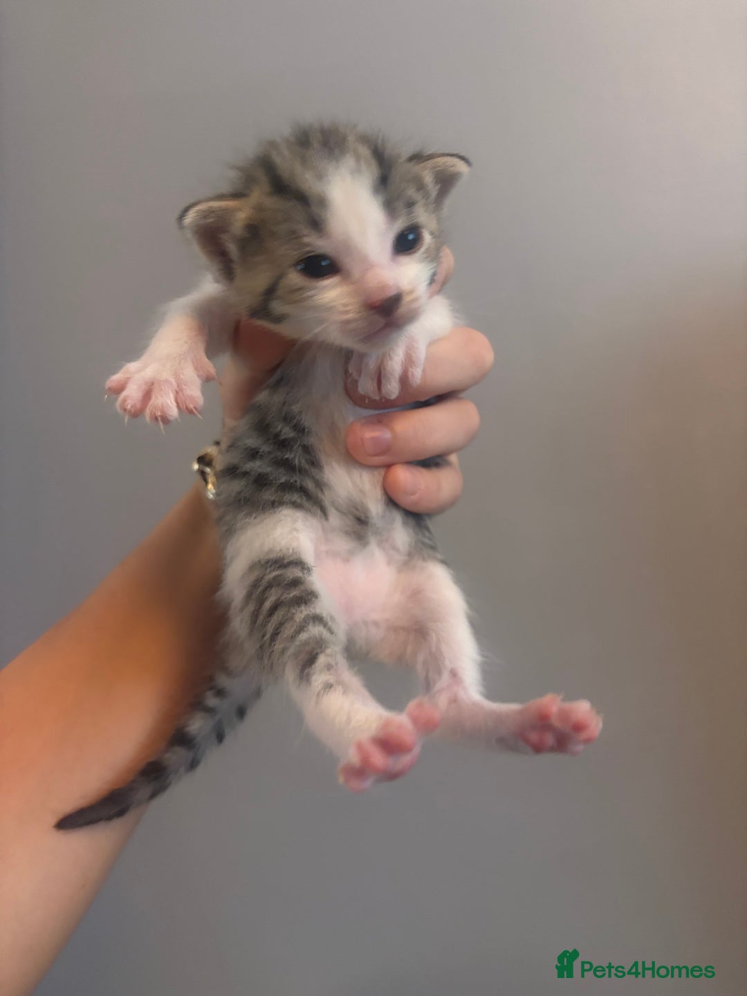 Mixed Breed cats for sale: Kittens for sale  - Image 2