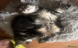 Mixed Breed cats for sale: Friendly and playful kitties  - Image 10